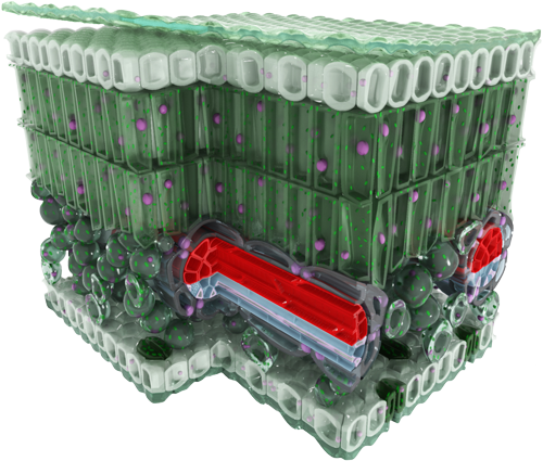 Illustration Portfolio Featured Image, Its a 3D stereographic image of a dicot plant leaf