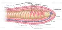 Earthworm Circulatory System - 2013