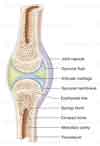 Synovial Joint - 2014